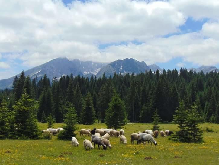 Holiday Home Jabucilo Žabljak Zewnętrze zdjęcie